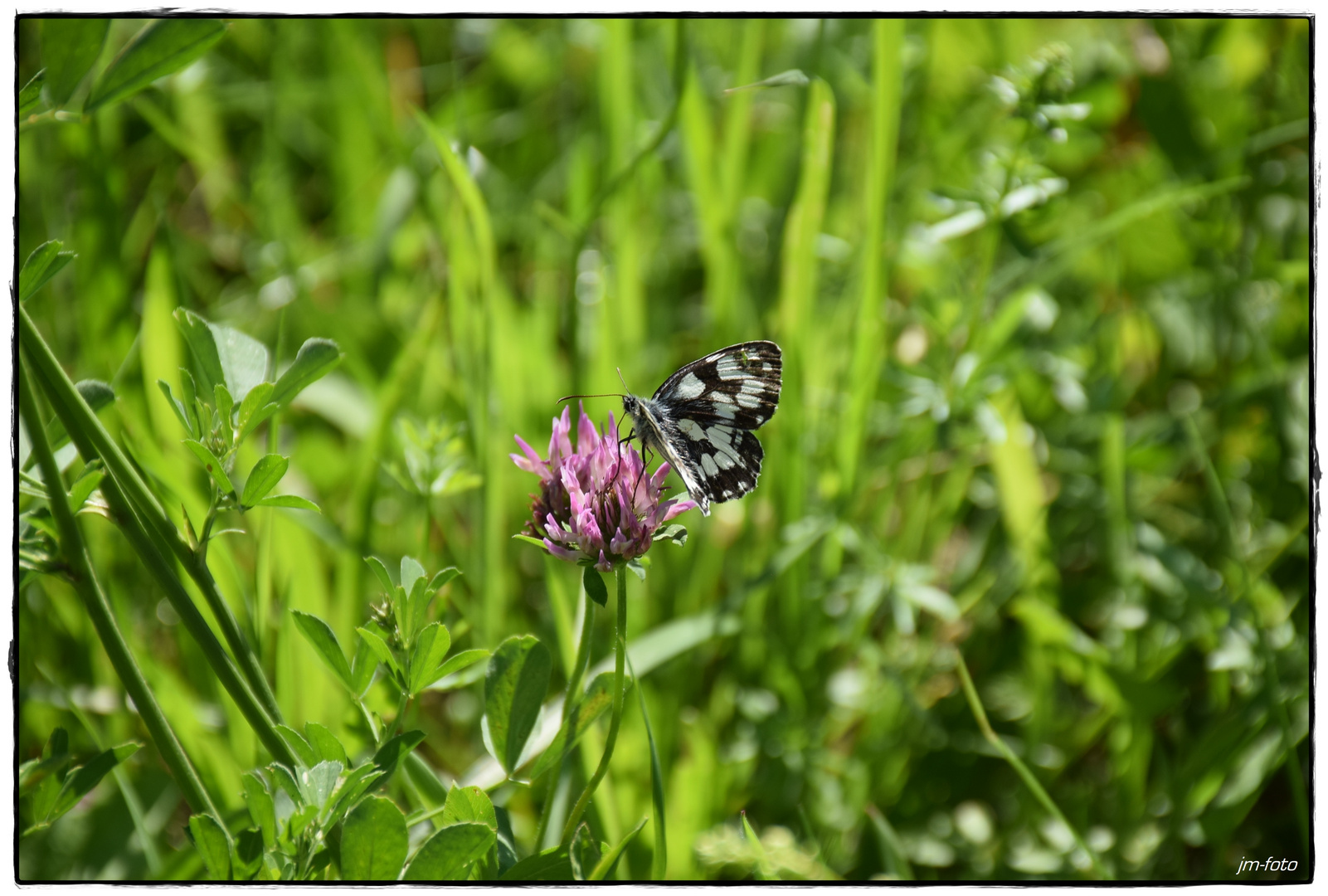 Schmetterling