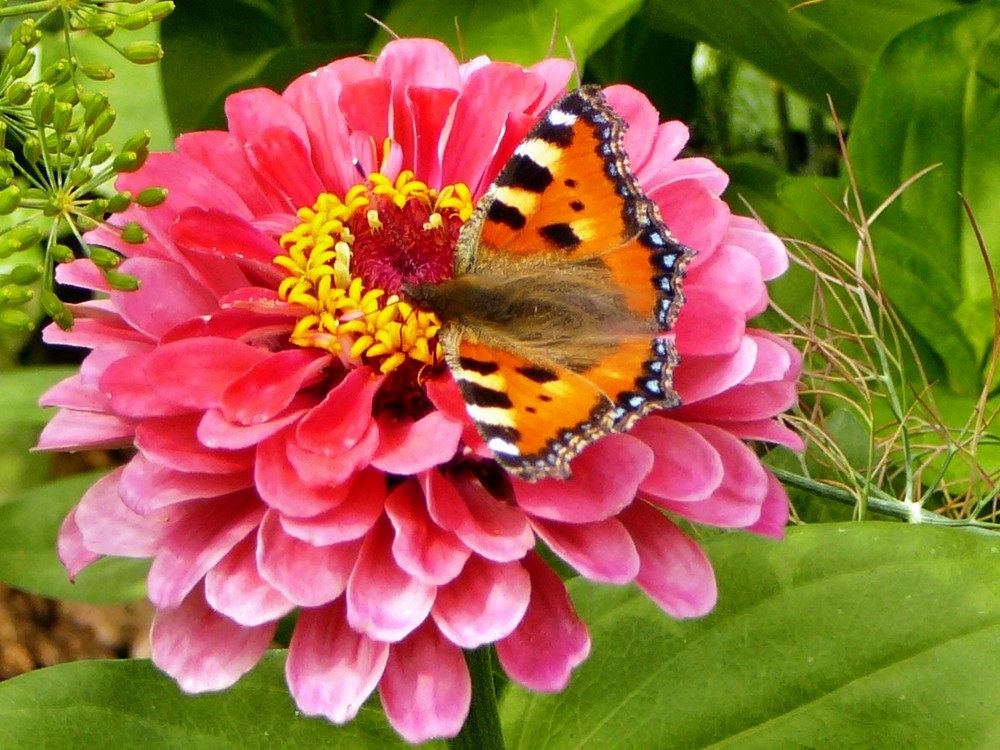 Schmetterling