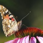 schmetterling