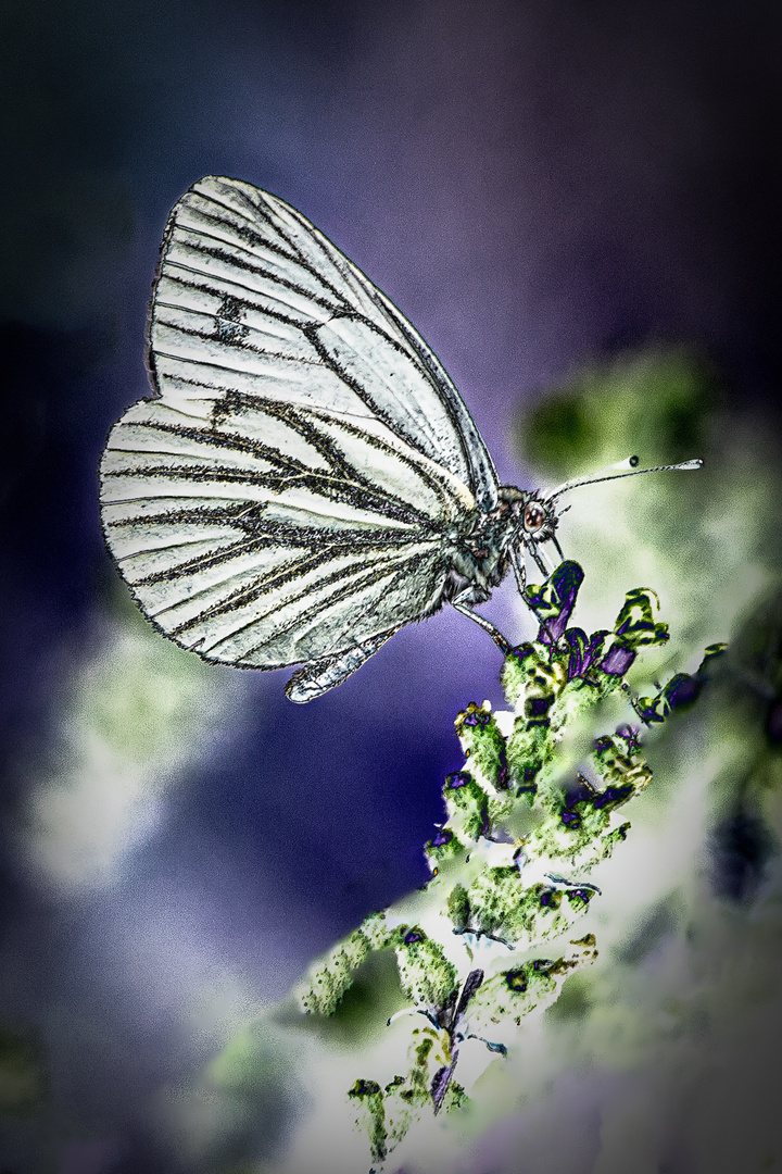 Schmetterling