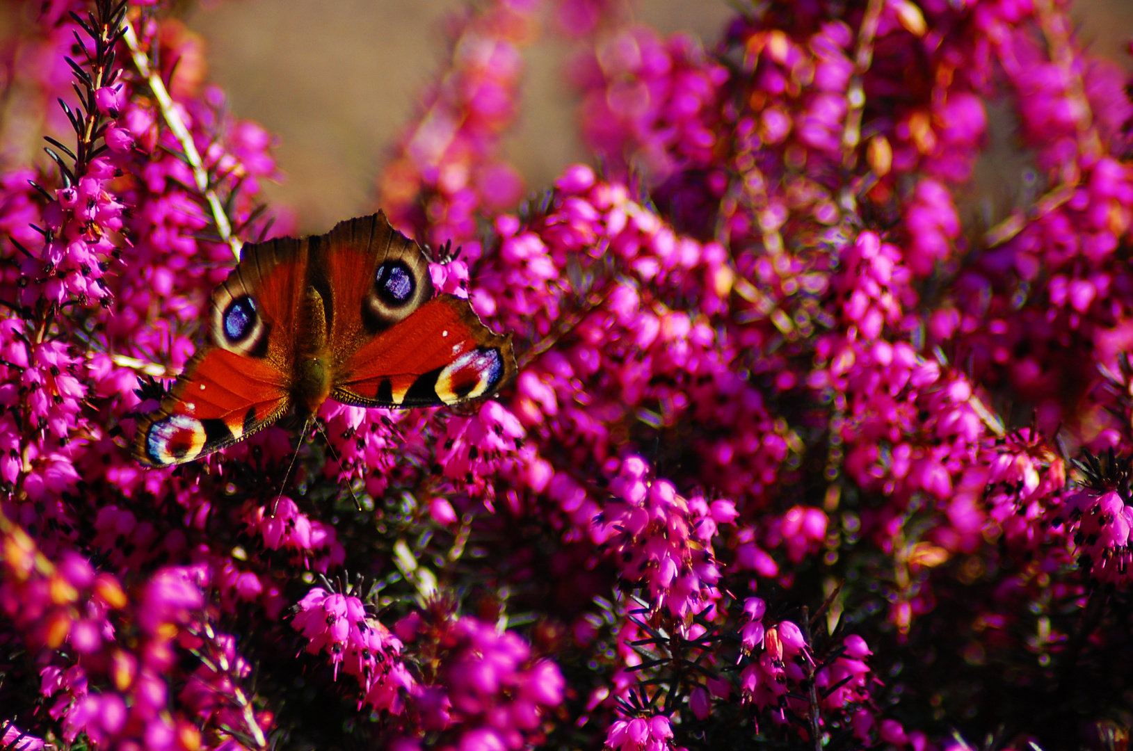 Schmetterling