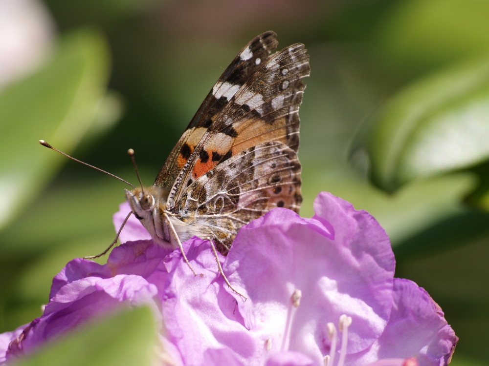 Schmetterling