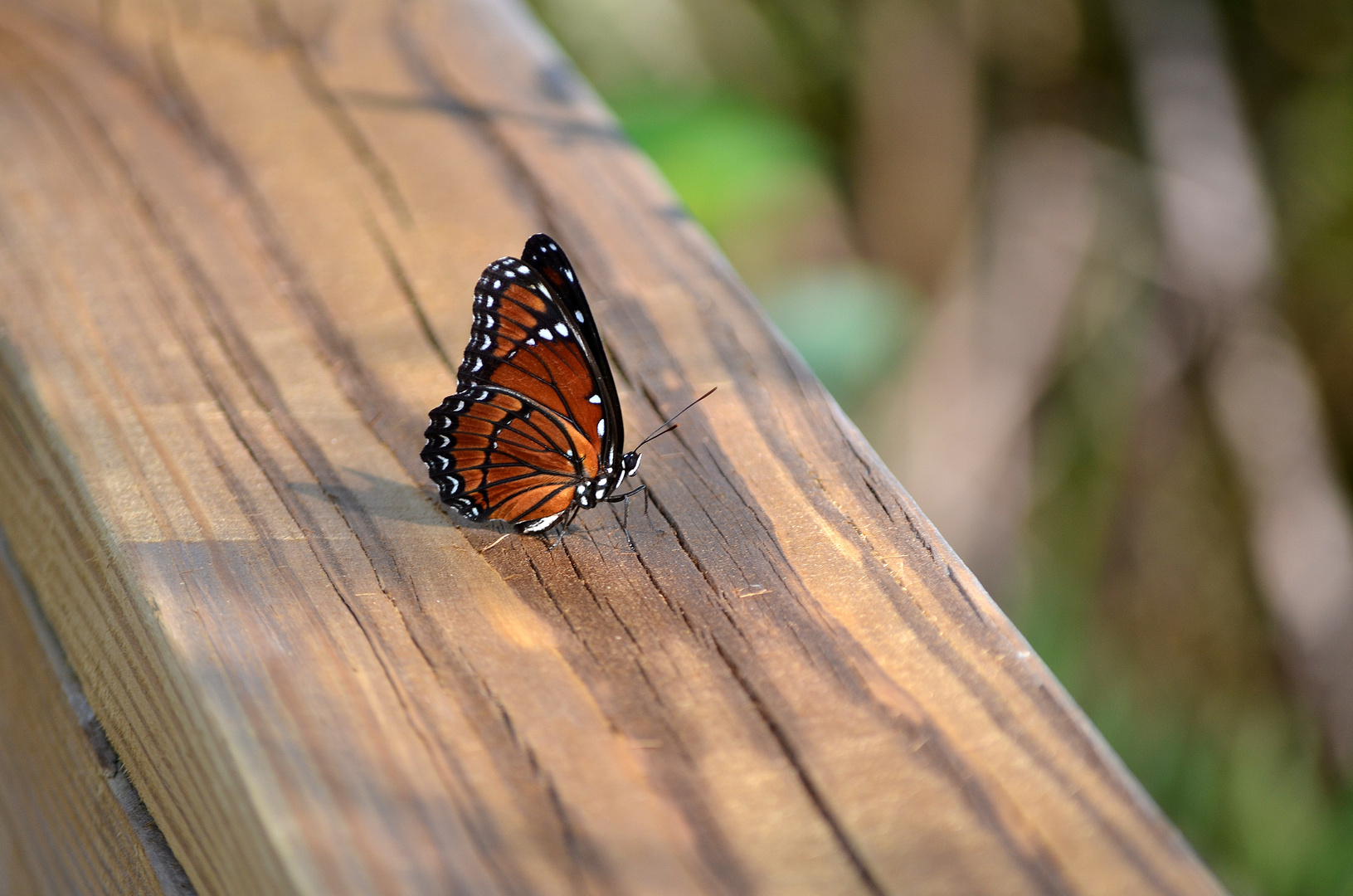 Schmetterling