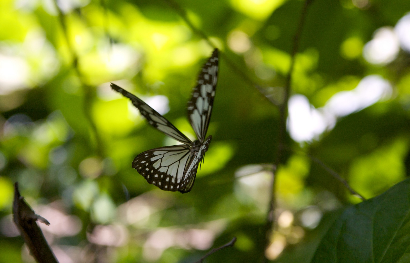 Schmetterling