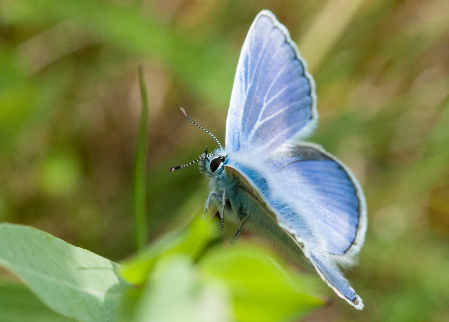 Schmetterling