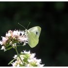 Schmetterling