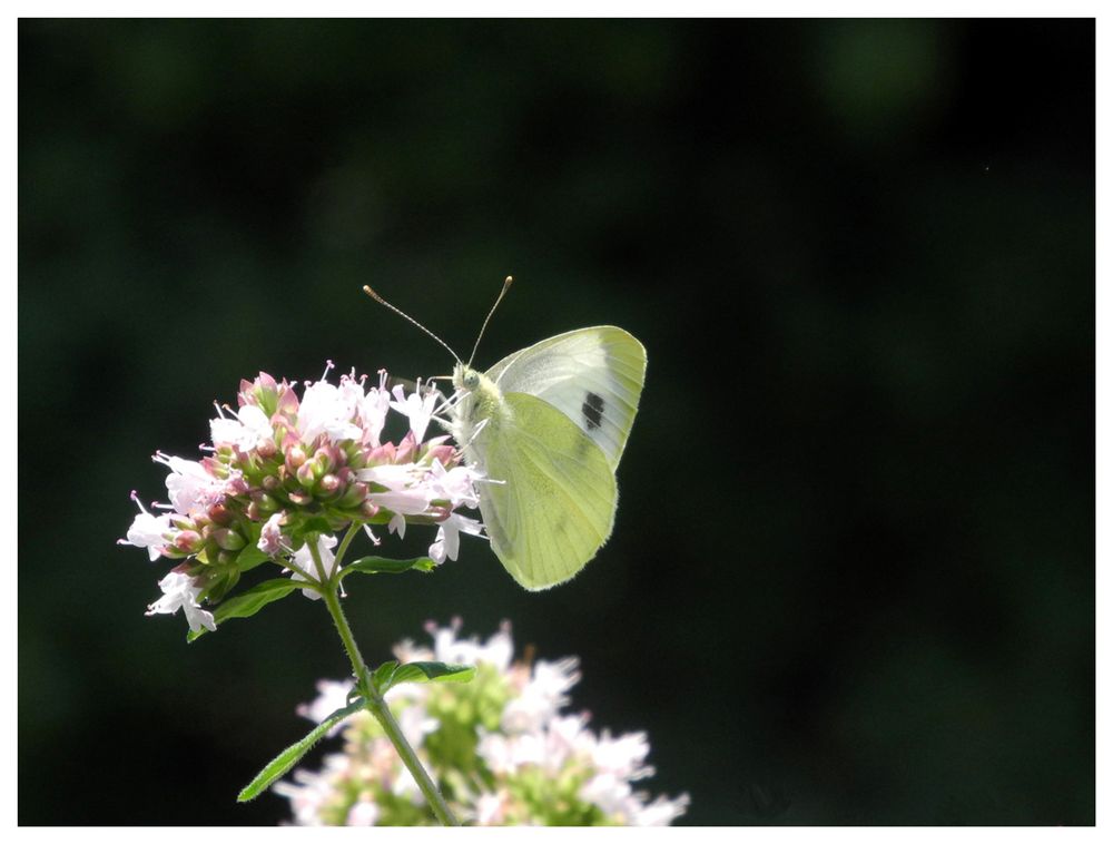 Schmetterling