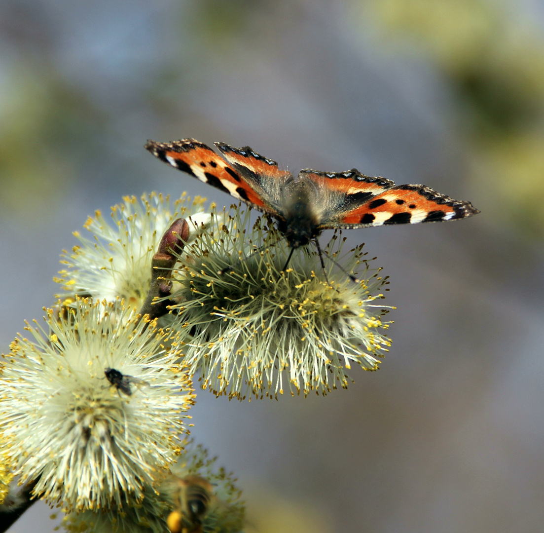 Schmetterling