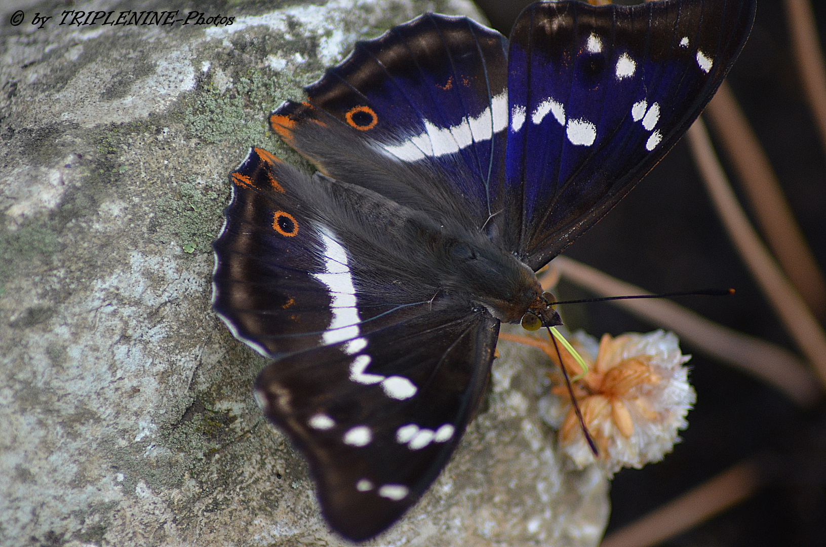 Schmetterling