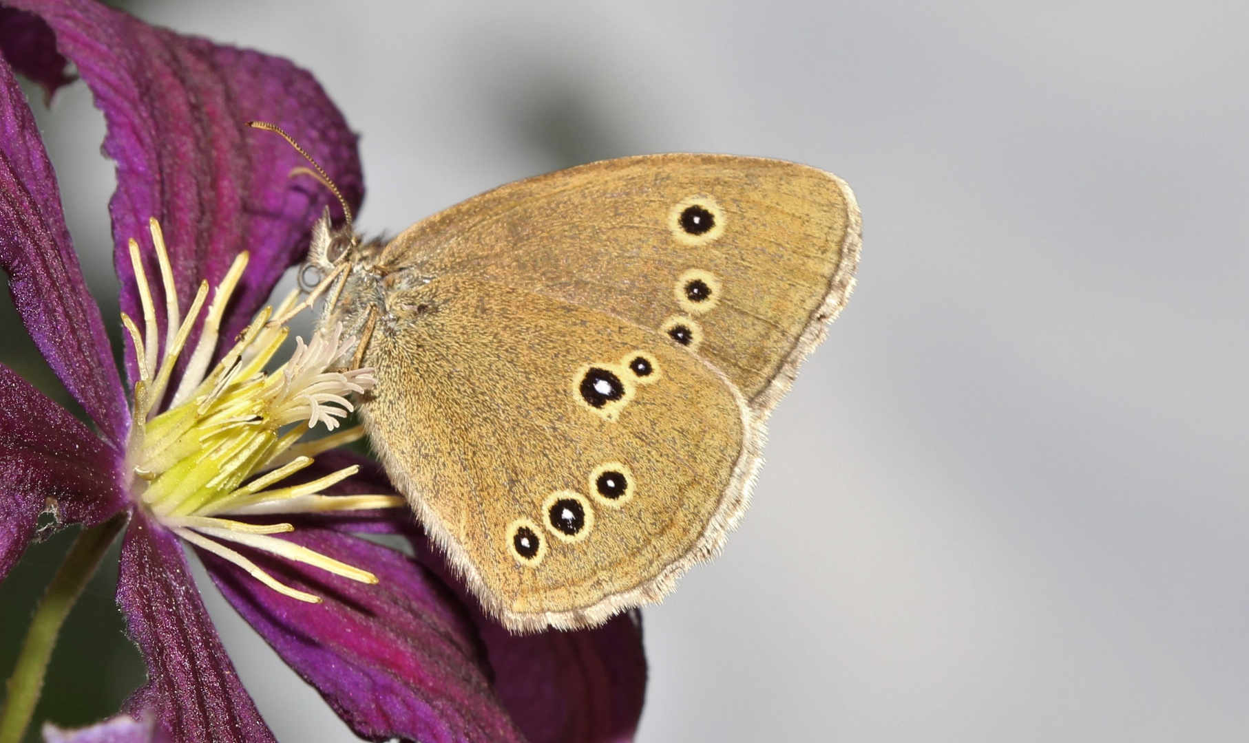 Schmetterling