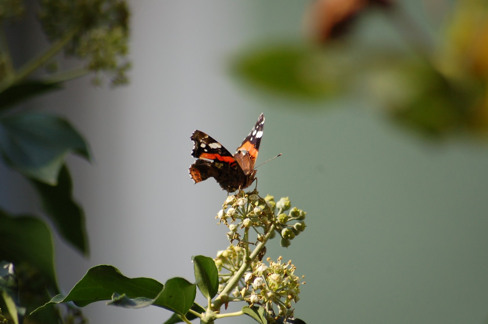 schmetterling