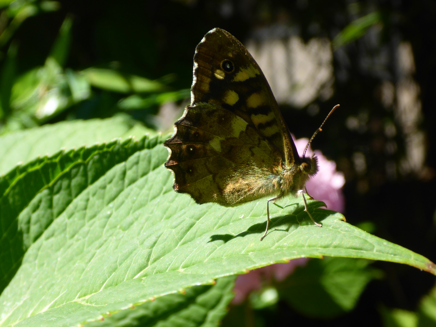 schmetterling