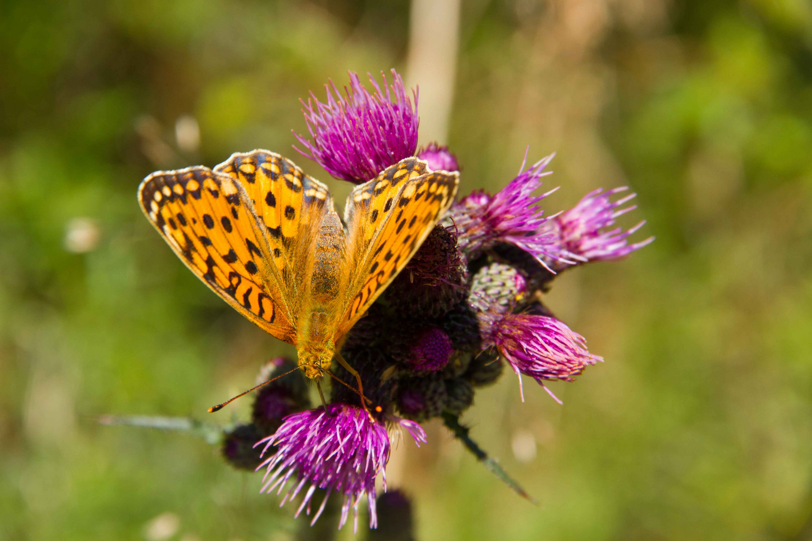 Schmetterling