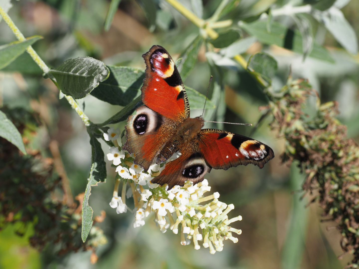 Schmetterling 