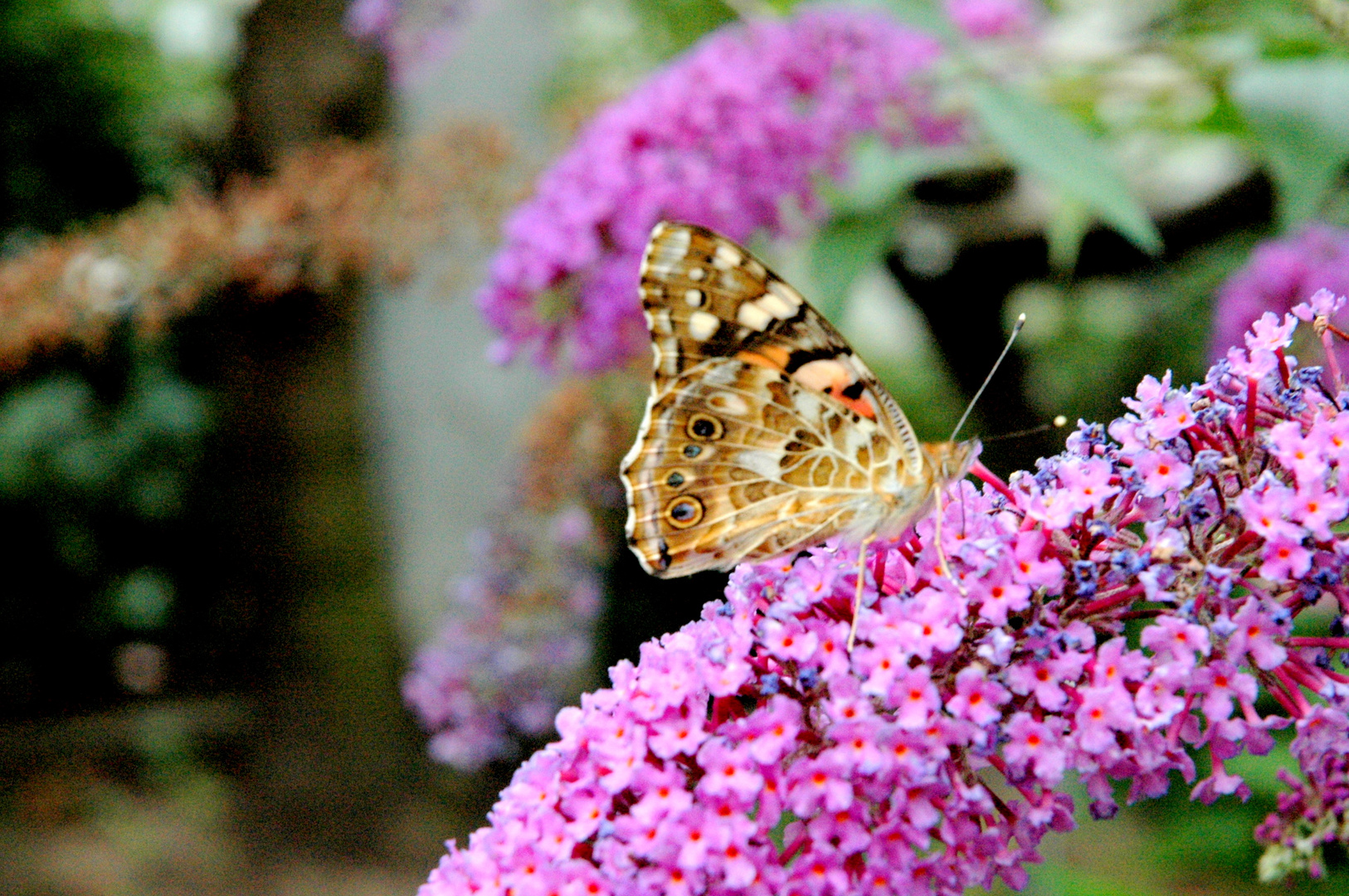 Schmetterling