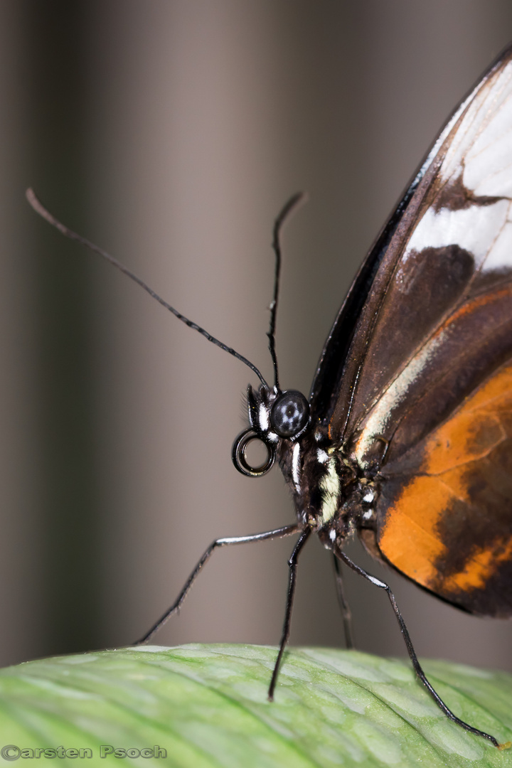 Schmetterling