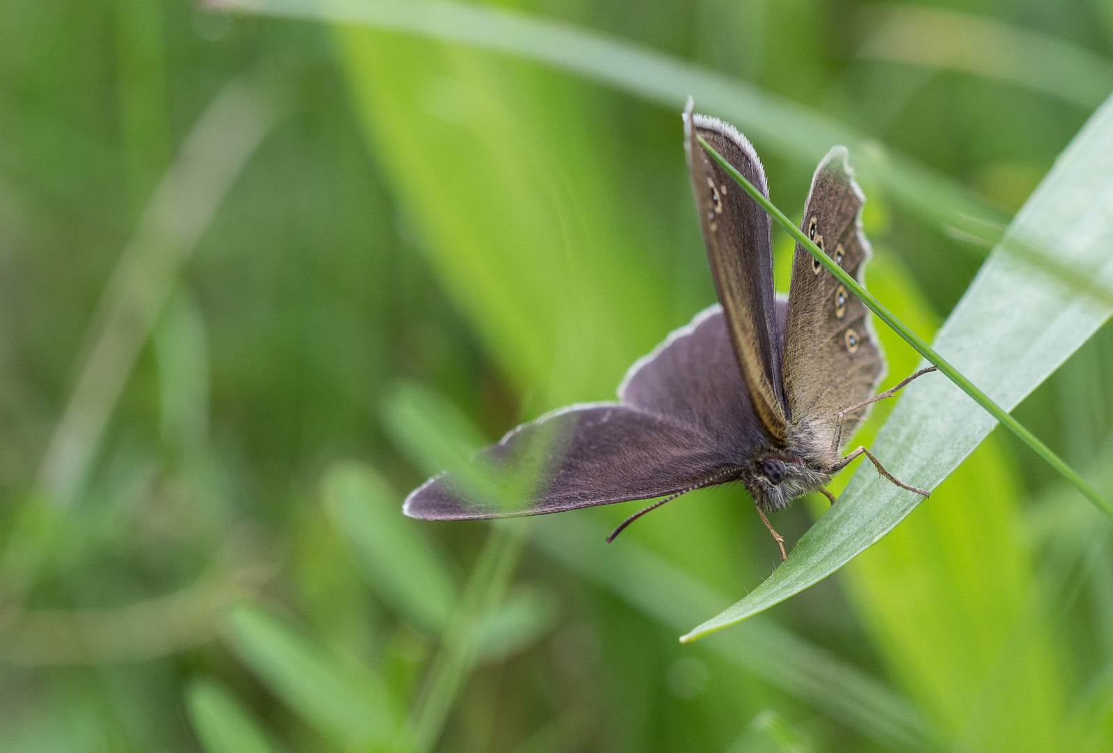 Schmetterling