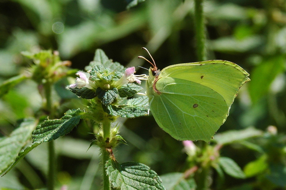 Schmetterling