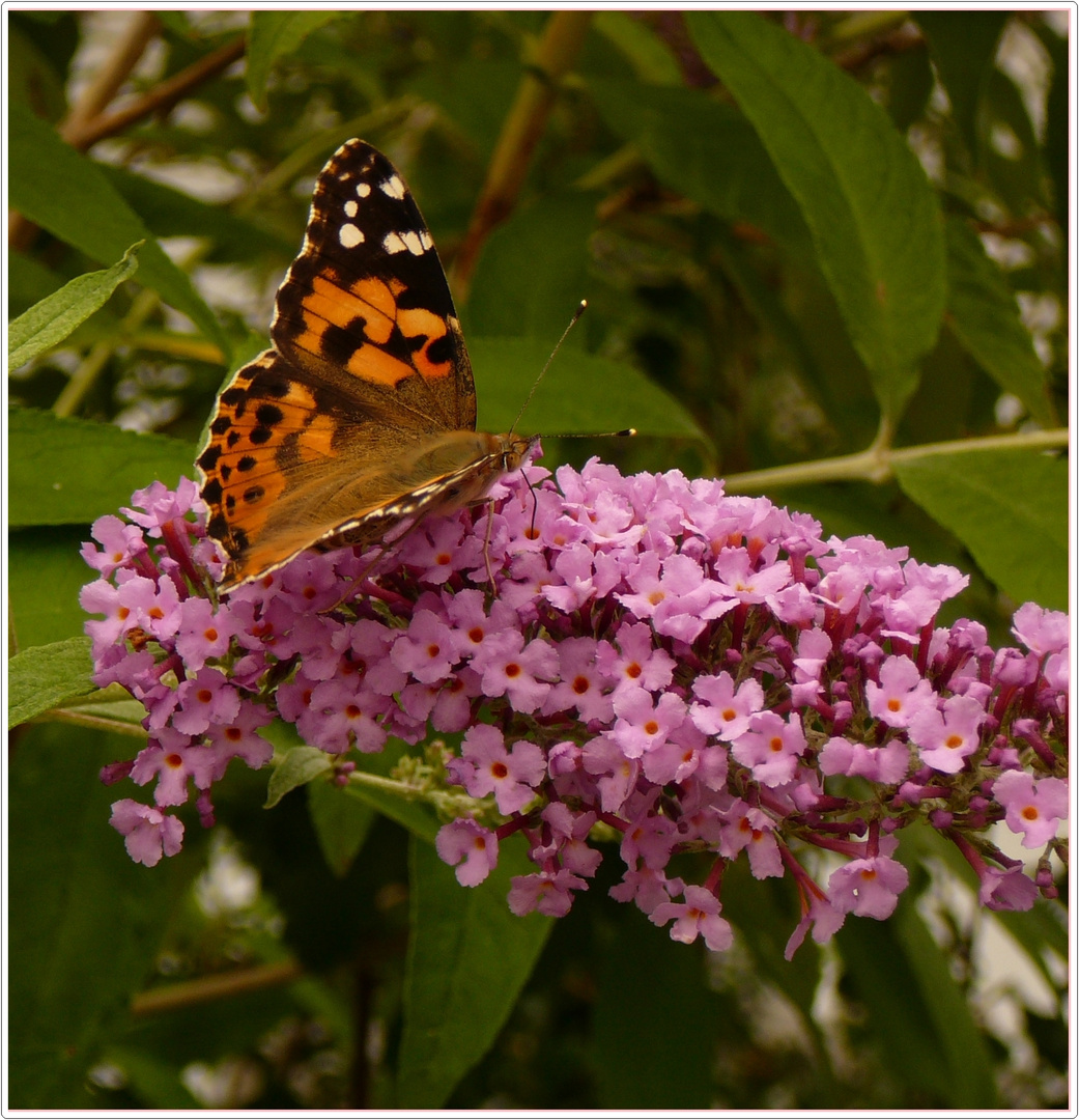 Schmetterling