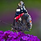 Schmetterling