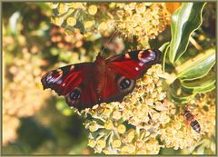 Schmetterling