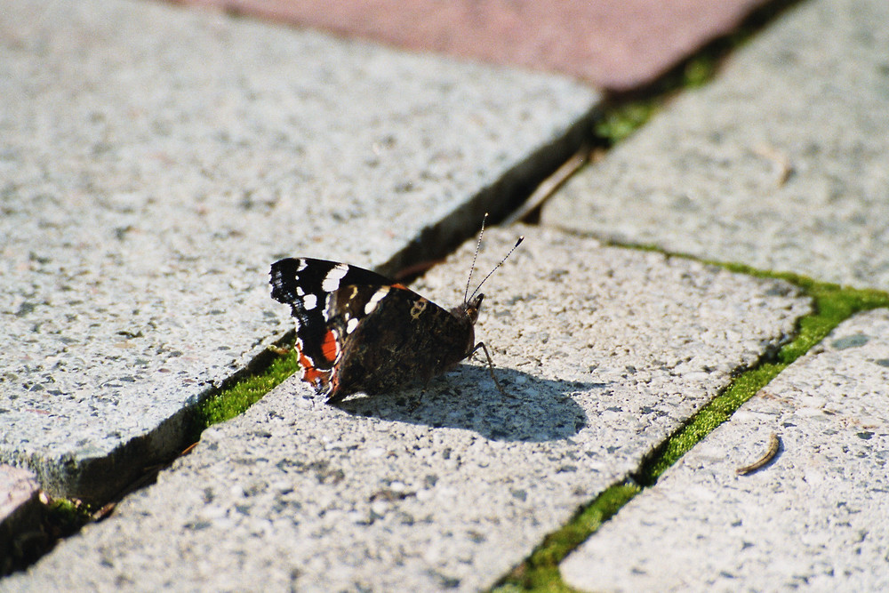 Schmetterling