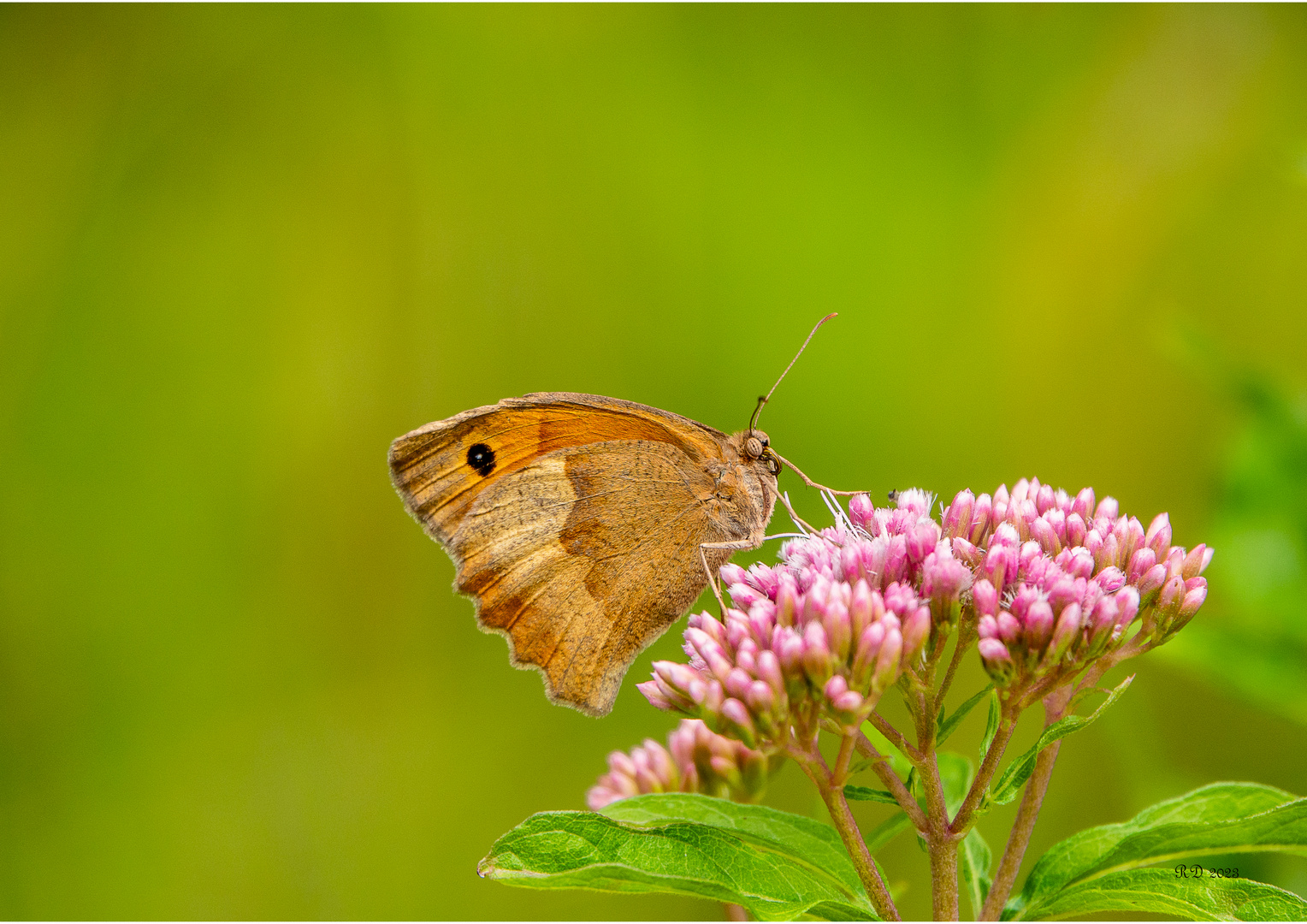 Schmetterling