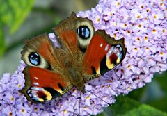 Schmetterling