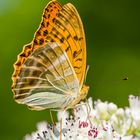 Schmetterling