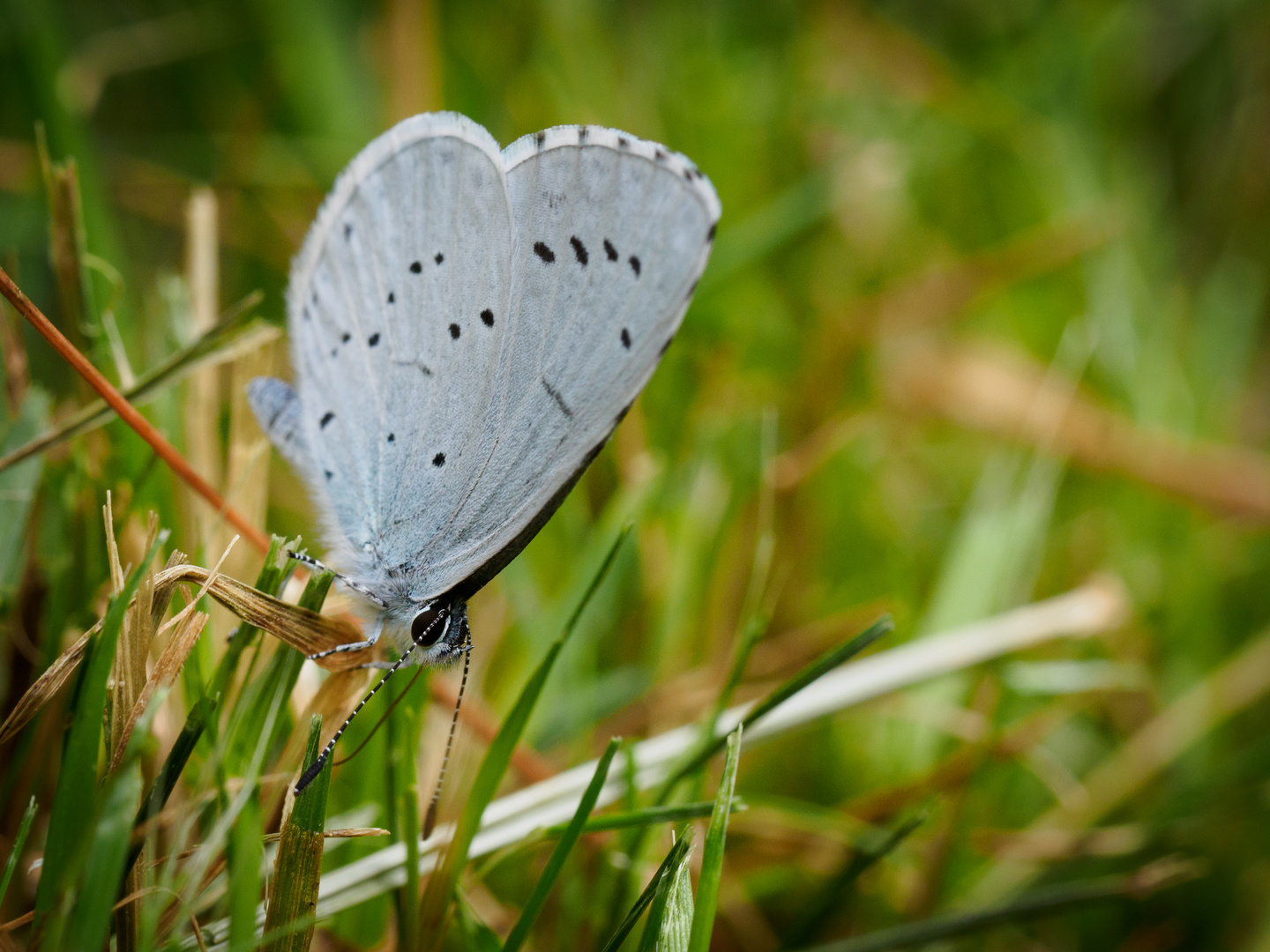 Schmetterling