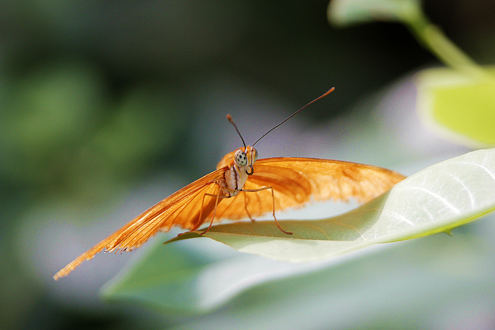 Schmetterling