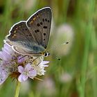 Schmetterling