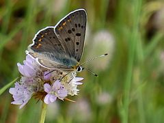 Schmetterling