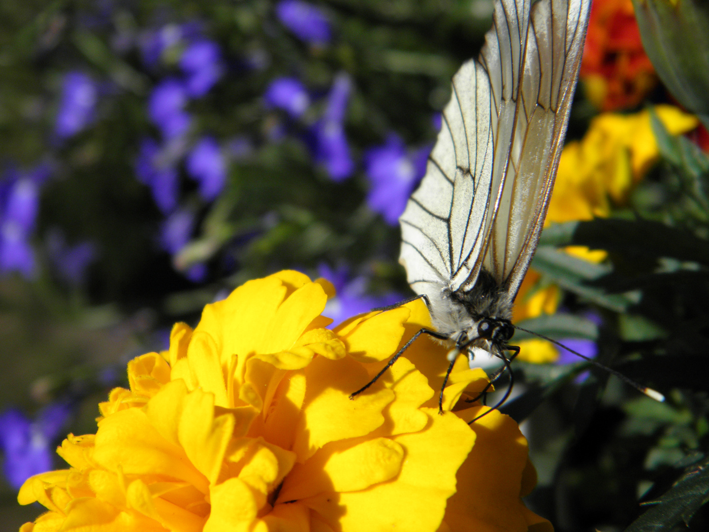 Schmetterling