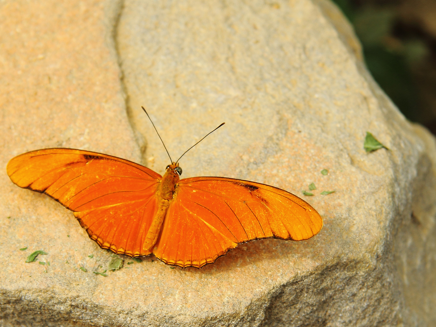 Schmetterling