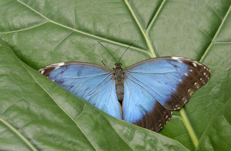 schmetterling