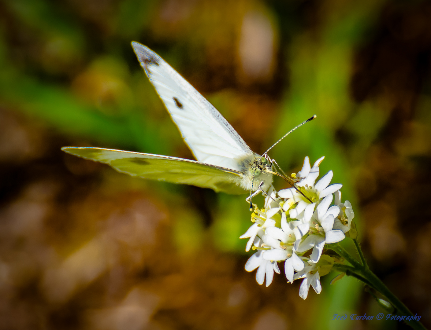 "Schmetterling"