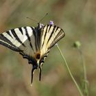 Schmetterling