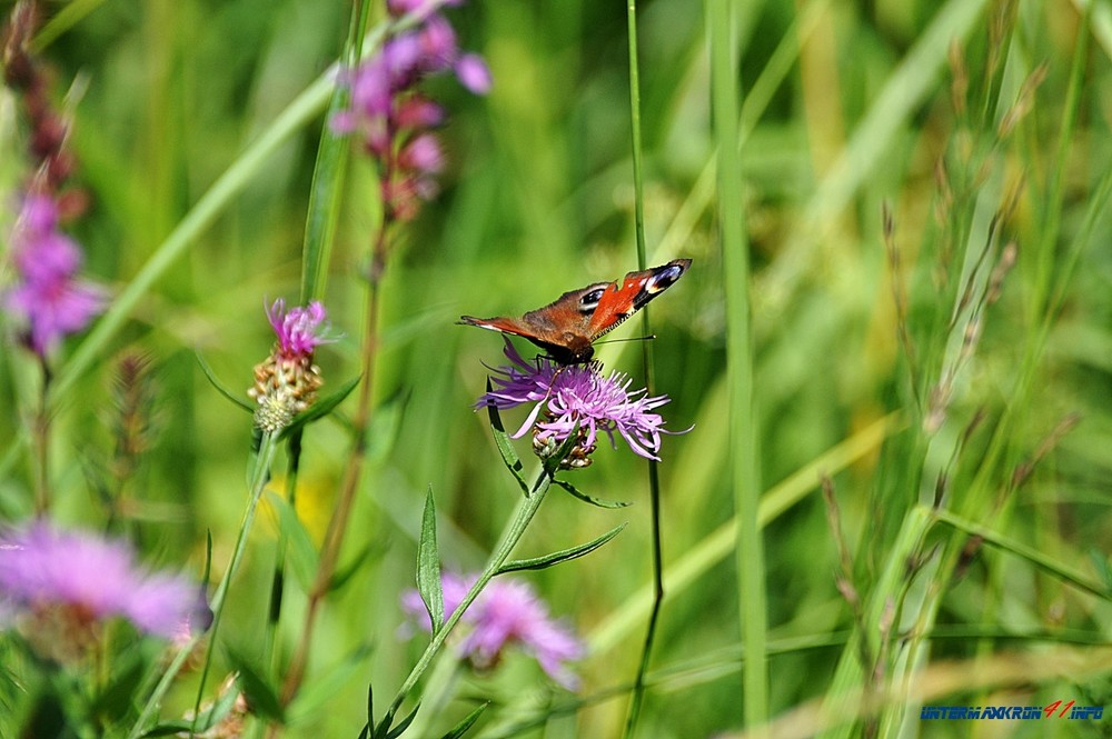 Schmetterling