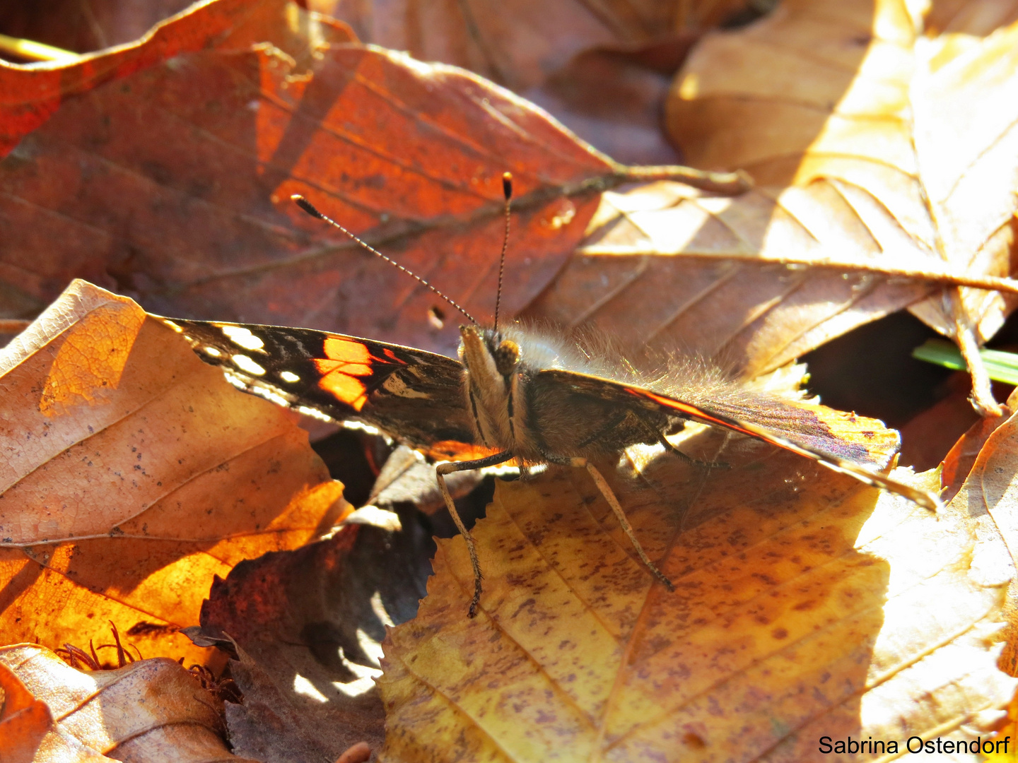 Schmetterling