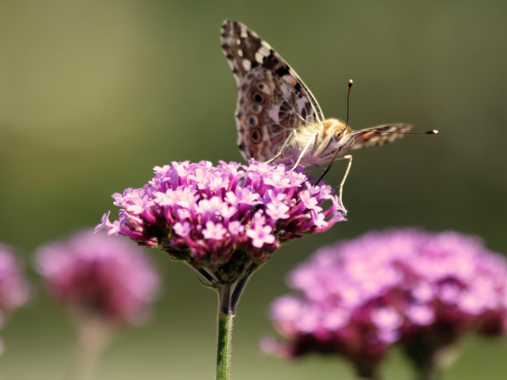 Schmetterling