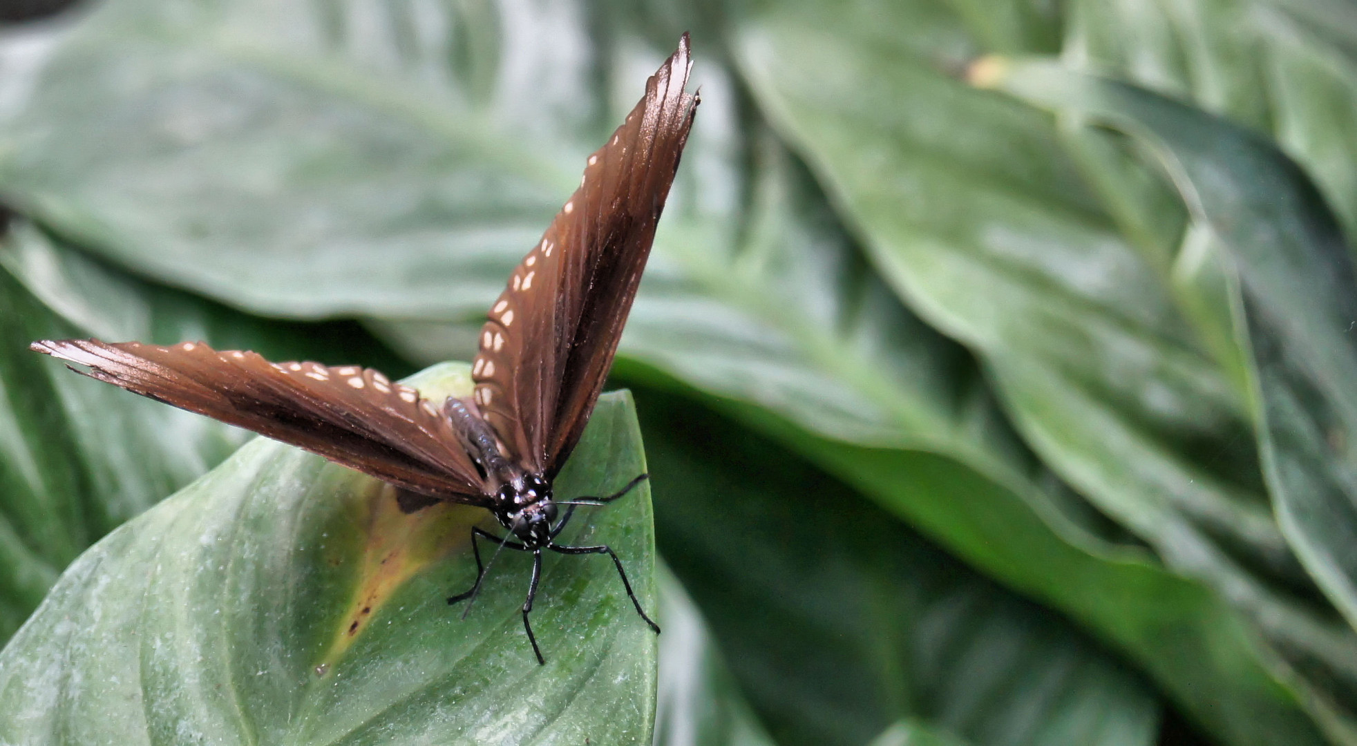 Schmetterling