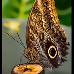 Schmetterling