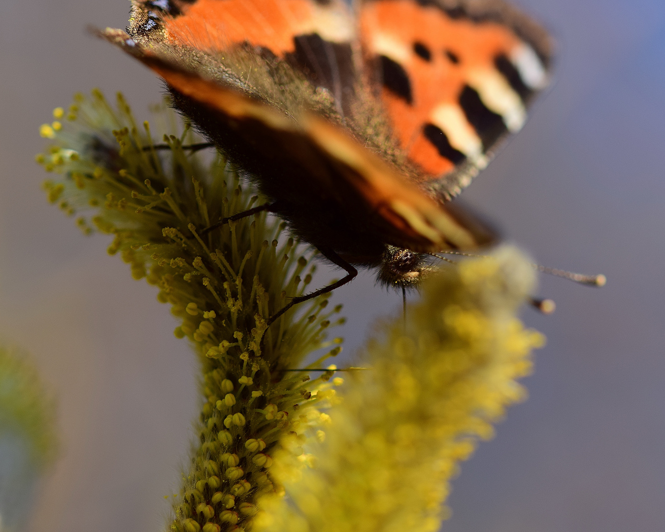 Schmetterling