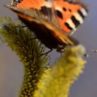 Schmetterling