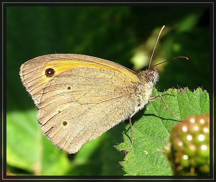 Schmetterling