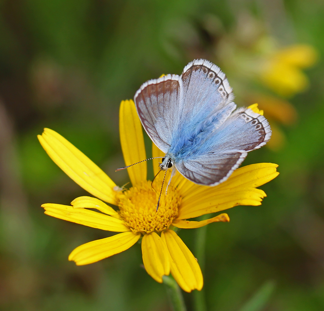 Schmetterling