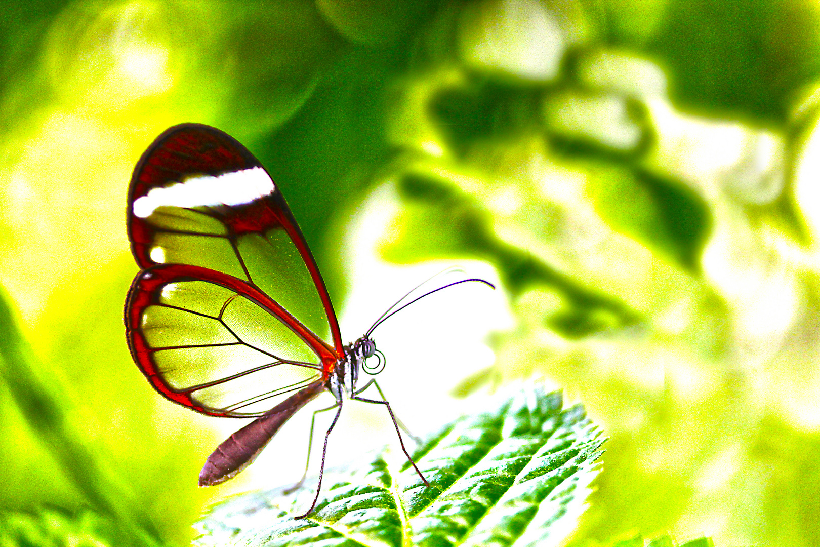 Schmetterling