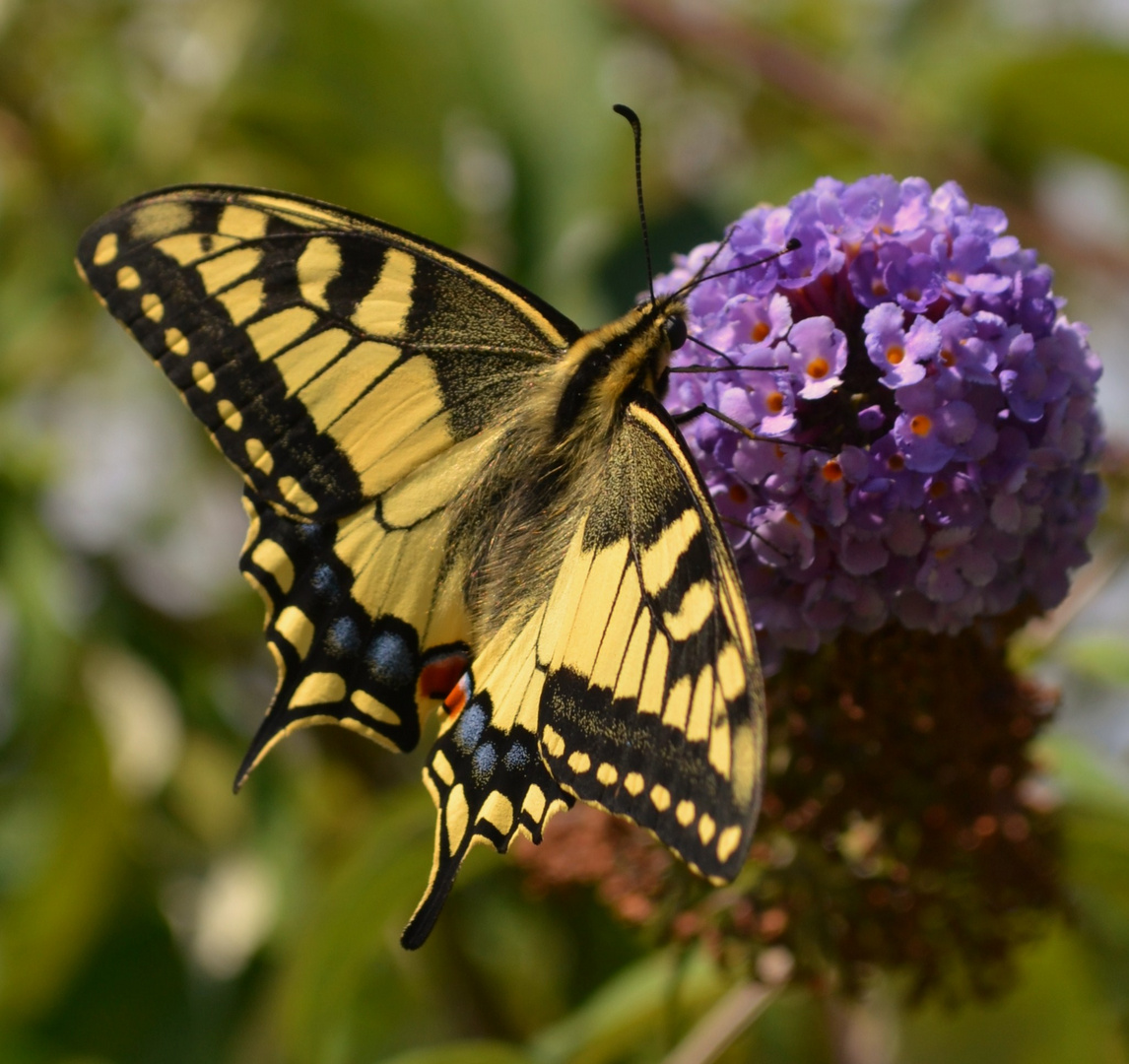 Schmetterling :)