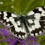 Schmetterling